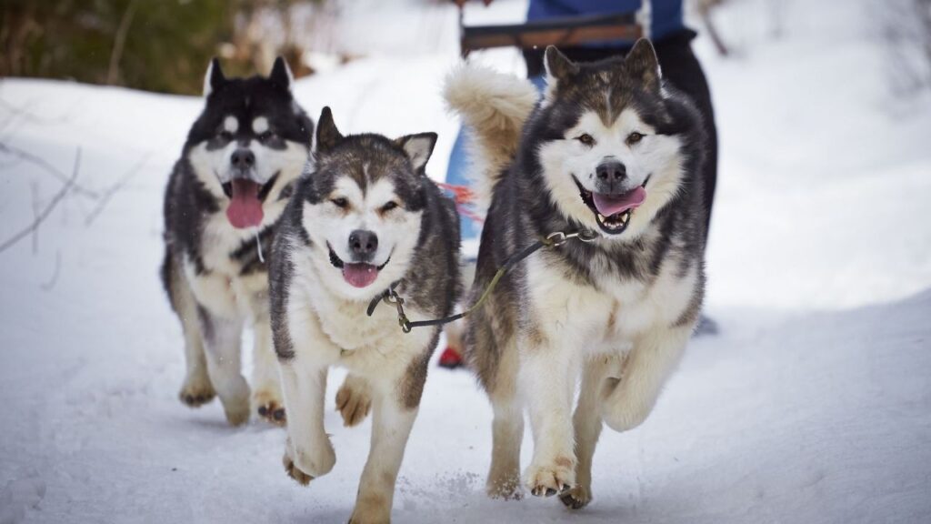 10 Dog Breeds That Need Extra Care in Cold Weather to Stay Healthy
