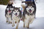 10 Dog Breeds That Need Extra Care in Cold Weather to Stay Healthy
