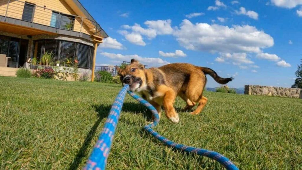 5 Signs of Over-Exercising in Dogs Every Owner Should Know