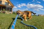 5 Signs of Over-Exercising in Dogs Every Owner Should Know