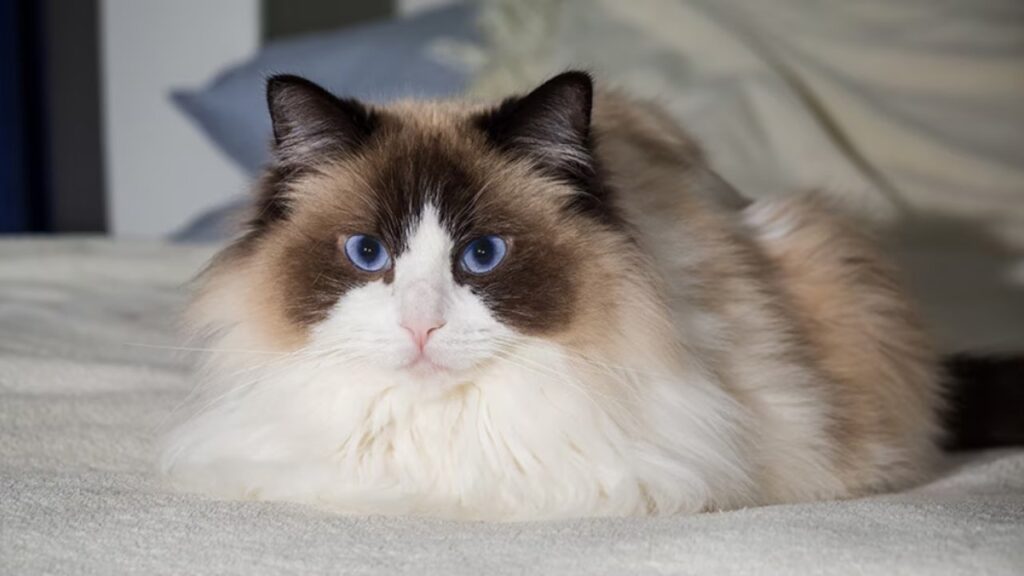 7 Reasons to Love Ragdoll Cats and Important Health Concerns