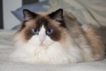 7 Reasons to Love Ragdoll Cats and Important Health Concerns
