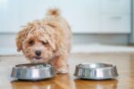 How Much to Feed Your Dog Daily Nutrition Tips
