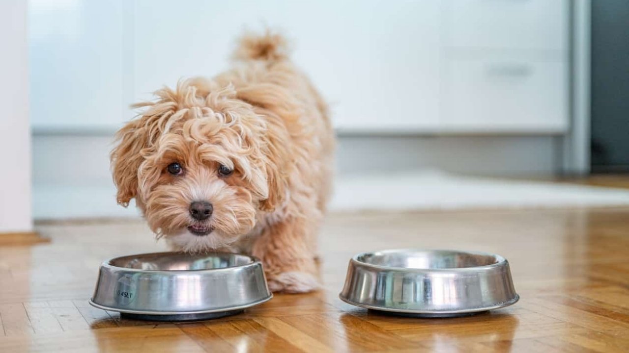 How Much to Feed Your Dog Daily Nutrition Tips