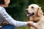 How to Care for Senior Dogs with Practical Tips for Long-Term Wellness