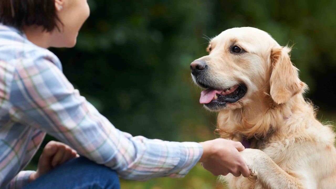 How to Care for Senior Dogs with Practical Tips for Long-Term Wellness