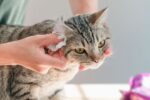 How to Clean Your Cat’s Ears in 7 Simple Steps