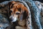 How to Keep Your Senior Dog Safe in Cold Weather