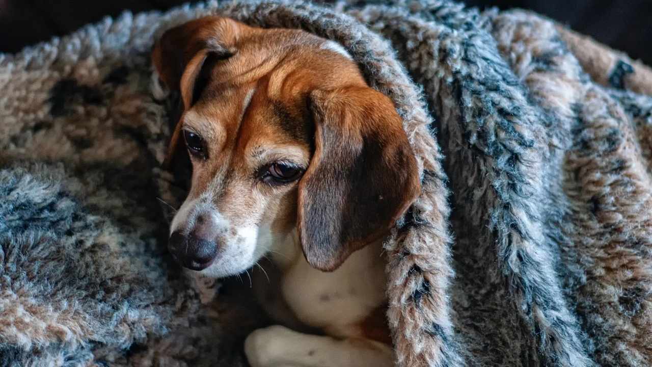 How to Keep Your Senior Dog Safe in Cold Weather
