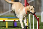 How to Train Your Dog to Come Quickly and Safely