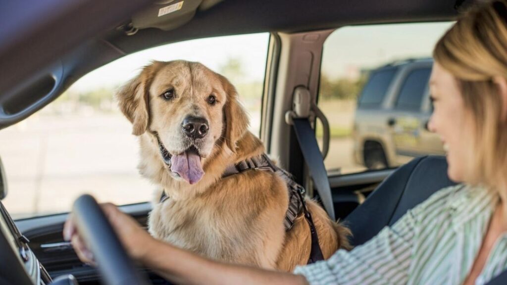 How to Travel With Your Dog Without Stress