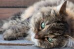Top 8 Health Issues in Senior Cats You Need to Know