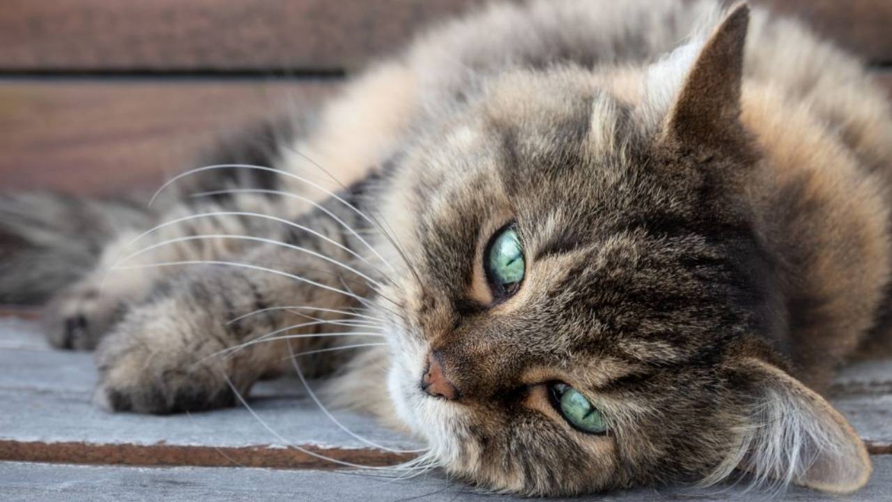 Top 8 Health Issues in Senior Cats You Need to Know