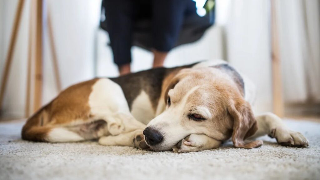 6 Dog Sleeping Positions and Their Meanings Explained